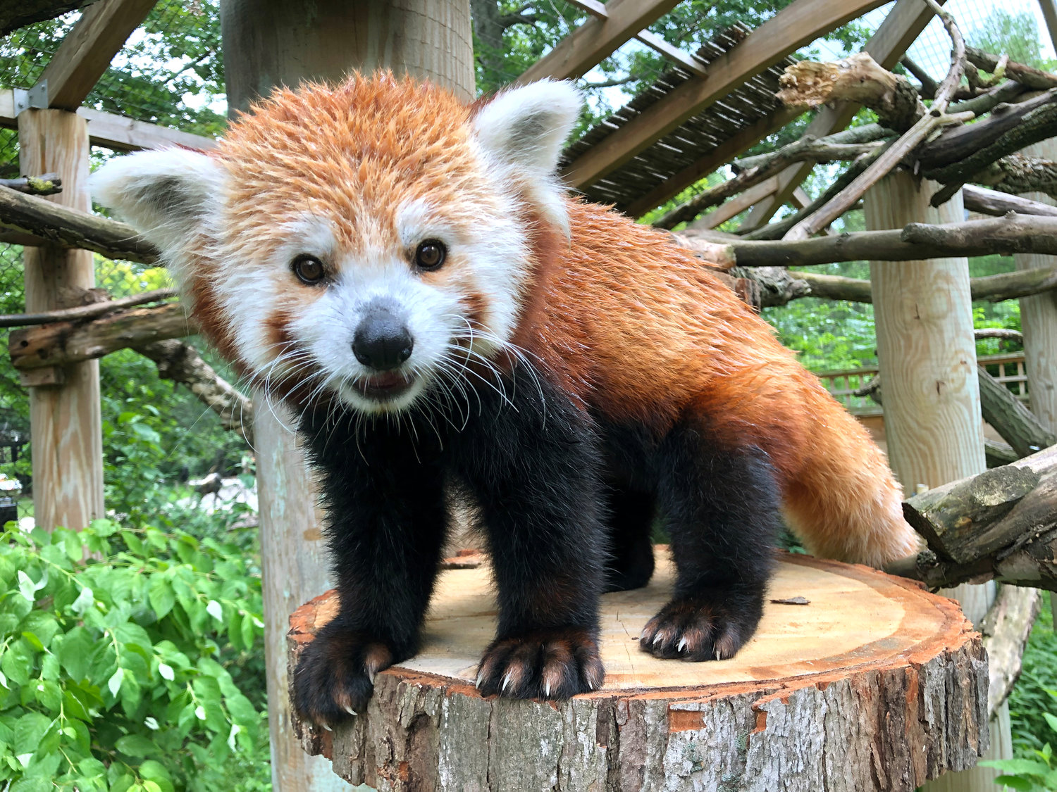 Animalia: What's a Doofah? Meet Potter Park Zoo's new red ...